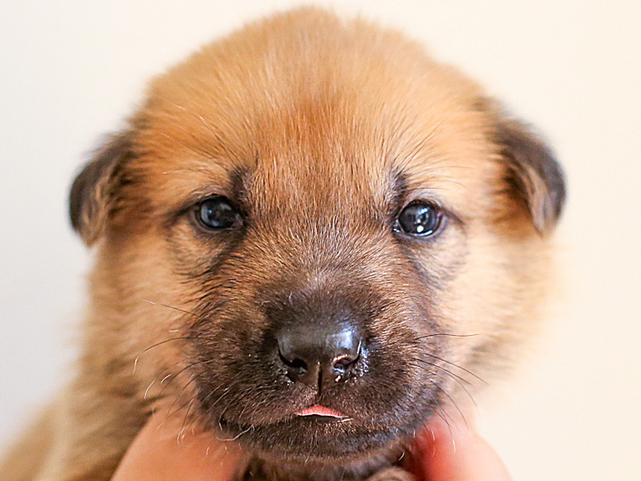chinook puppy